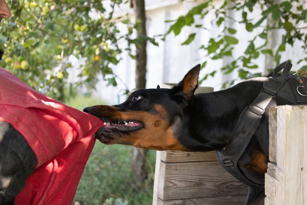 Are Some Dog Breeds More Prone to Attack?